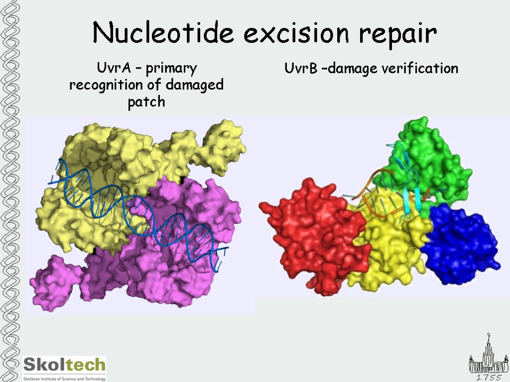 Nucleotide excision repair UvrB –damage verification UvrA – primary recognition of damaged patch